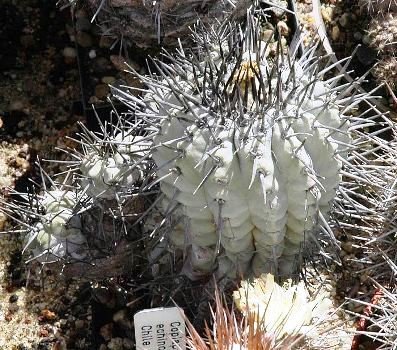 Copiapoa_malletiana_2